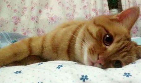 小姐姐不想和猫一起睡觉,猫咪相伴还是独立入睡?小姐姐的睡眠抉择
