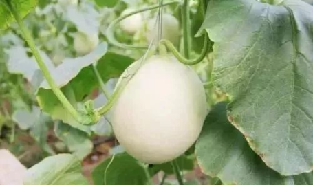 甘南网红吃瓜事件,揭秘网络舆论的风暴与反思