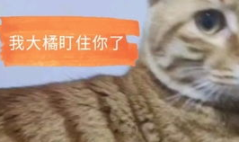 小姐姐欺负猫,温馨瞬间感动网友