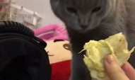 珠海小姐姐喂猫咪,萌宠猫咪温馨互动瞬间”
