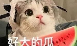 吃瓜网红兄弟是谁啊,吃瓜网红兄弟背后的神秘身份
