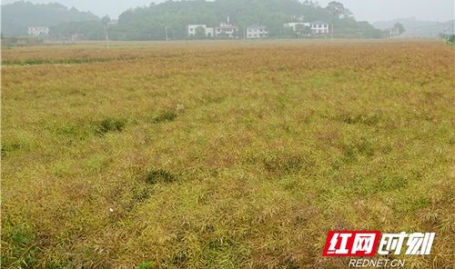 湘潭县射埠镇红网在线,红网在线聚焦乡村振兴新篇章
